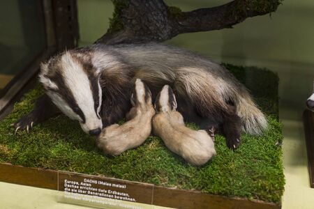 3 SEPTEMBER 2018, VIENNA, AUSTRIA: The Museum of Natural History composes stuffed animals, fish, mammalian birds and reptiles.のeditorial素材