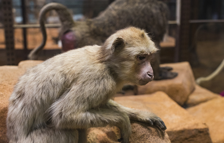 3 SEPTEMBER 2018, VIENNA, AUSTRIA: The Museum of Natural History composes stuffed animals, fish,...