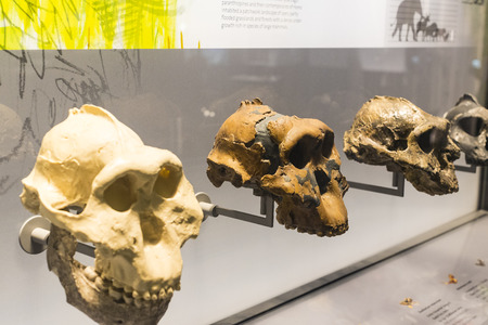 3 SEPTEMBER 2018, VIENNA, AUSTRIA: The Museum of Natural History composes stuffed animals, fish, mammalian birds and reptiles.のeditorial素材