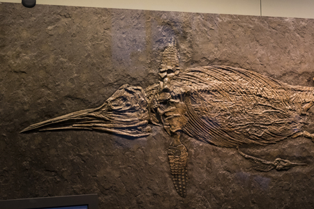 3 SEPTEMBER 2018, VIENNA, AUSTRIA: The Anthropological collection of fossil dinosaur reptilesのeditorial素材