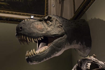 3 SEPTEMBER 2018, VIENNA, AUSTRIA: The Anthropological collection of fossil dinosaur reptilesのeditorial素材