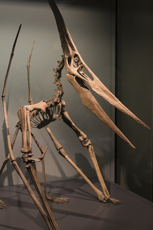 3 SEPTEMBER 2018, VIENNA, AUSTRIA: The Anthropological collection of fossil dinosaur reptilesのeditorial素材