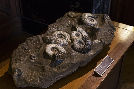 3 SEPTEMBER 2018, VIENNA, AUSTRIA: The Anthropological collection of fossil dinosaur reptilesのeditorial素材