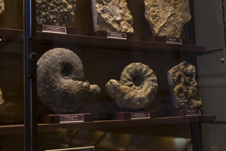 3 SEPTEMBER 2018, VIENNA, AUSTRIA: The Anthropological collection of fossil dinosaur reptilesのeditorial素材