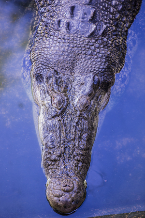 Crocodiles farm on a crocodile farm close-up.の写真素材