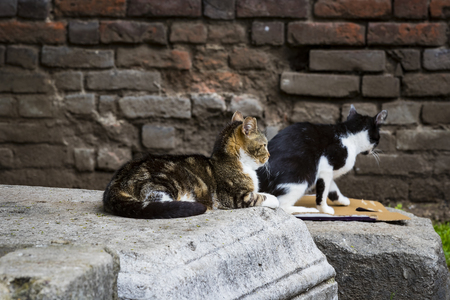 Street homeless cat without a master shot close-up.の写真素材