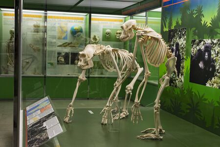 7 JUNE 2018, MILAN, ITALY: Expositions of prehistoric dinosaurs in the Museum of Natural History in...