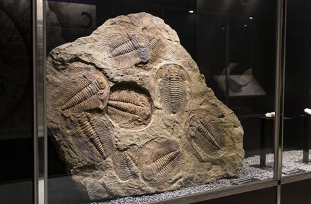 7 JUNE 2018, MILAN, ITALY: Expositions of prehistoric dinosaurs in the Museum of Natural History in Milan.のeditorial素材