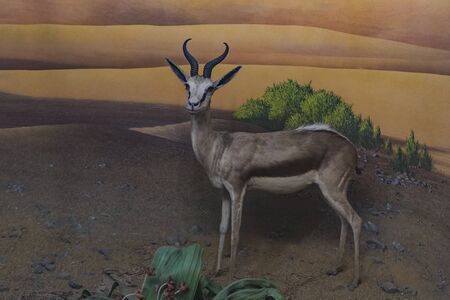 7 JUNE 2018, MILAN, ITALY: Expositions from the animal world placed in the Museum of Natural History in Milan.のeditorial素材