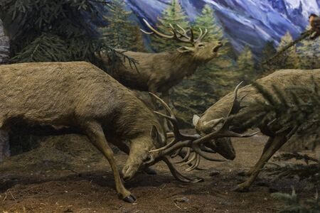 7 JUNE 2018, MILAN, ITALY: Expositions from the animal world placed in the Museum of Natural History...