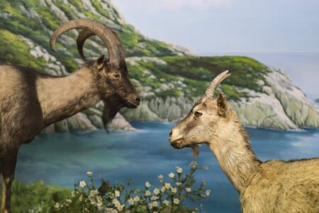 7 JUNE 2018, MILAN, ITALY: Expositions of prehistoric dinosaurs in the Museum of Natural History in...