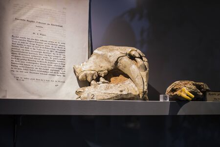MUNICH, GERMANY - NOVEMBER 27, 2018: Exhibits of the Anthropological Museum.のeditorial素材