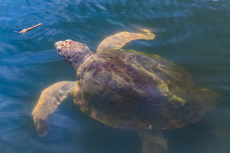 Type of giant turtles living in the headwaters of the Dalyan River.の写真素材