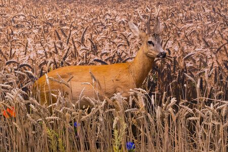 MUNICH, GERMANY - NOVEMBER 24, 2018: MUNICH, GERMANY - NOVEMBER 24, 2018のeditorial素材