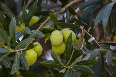 Branches with the tree of olives tree shot shot close-up.の写真素材