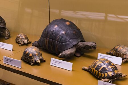 3 SEPTEMBER 2018, VIENNA, AUSTRIA: The Museum of Natural History composes stuffed animals, fish, mammalian birds and reptiles.のeditorial素材