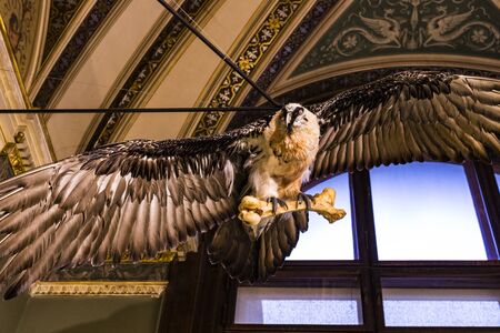 3 SEPTEMBER 2018, VIENNA, AUSTRIA: The Museum of Natural History composes stuffed animals, fish, mammalian birds and reptiles.のeditorial素材
