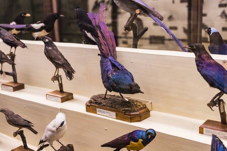 3 SEPTEMBER 2018, VIENNA, AUSTRIA: The Museum of Natural History composes stuffed animals, fish, mammalian birds and reptiles.のeditorial素材