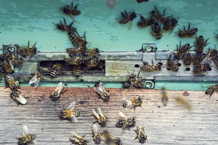 The bee hive is shot close-up in the summer on an apiary