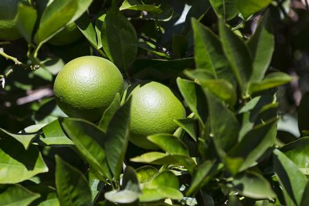 Fruits of citrus orange tree branches closeup shot.の写真素材