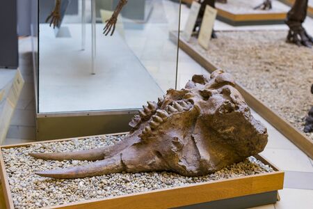 MUNICH, GERMANY - NOVEMBER 27, 2018: Exhibits of the Anthropological Museum.のeditorial素材