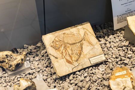 MUNICH, GERMANY - NOVEMBER 27, 2018: Exhibits of the Anthropological Museum.のeditorial素材