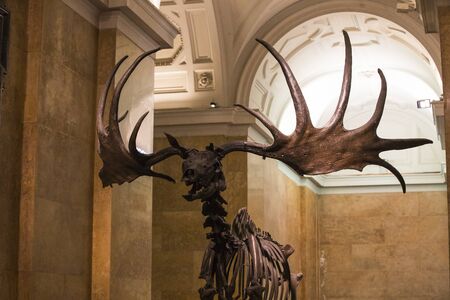 3 AUGUST 2017, VIENNA, AUSTRIA: Exhibits and expositions in the Museum of Natural History, Vienna.のeditorial素材