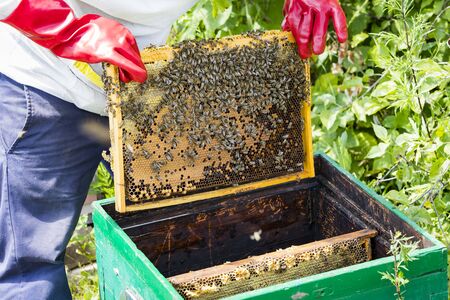 A man works in an apiary collecting bee honey