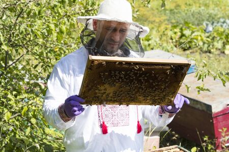 A man works in an apiary collecting bee honeyの写真素材