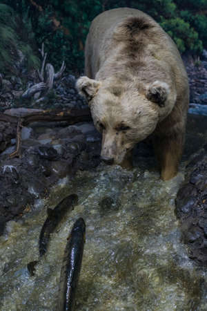 7 JUNE 2018, MILAN, ITALY: Expositions from the animal world placed in the Museum of Natural History in Milan.のeditorial素材