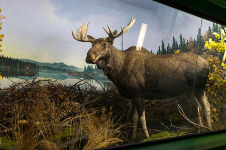 7 JUNE 2018, MILAN, ITALY: Expositions from the animal world placed in the Museum of Natural History in Milan.のeditorial素材