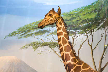 7 JUNE 2018, MILAN, ITALY: Expositions from the animal world placed in the Museum of Natural History in Milan.のeditorial素材