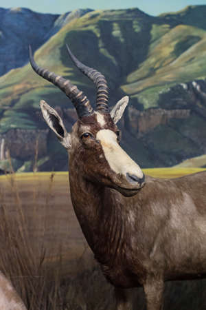 7 JUNE 2018, MILAN, ITALY: Expositions from the animal world placed in the Museum of Natural History in Milan.のeditorial素材