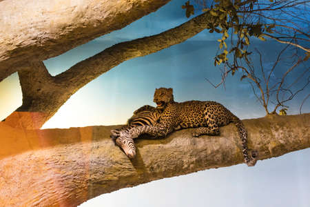 7 JUNE 2018, MILAN, ITALY: Expositions from the animal world placed in the Museum of Natural History...