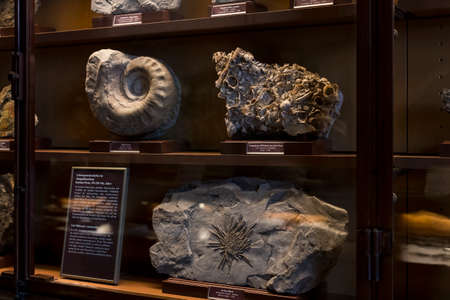 3 SEPTEMBER 2018, VIENNA, AUSTRIA: The Anthropological collection of fossil dinosaur reptilesのeditorial素材
