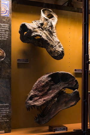 3 SEPTEMBER 2018, VIENNA, AUSTRIA: The Anthropological collection of fossil dinosaur reptiles