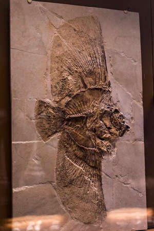 3 SEPTEMBER 2018, VIENNA, AUSTRIA: The Anthropological collection of fossil dinosaur reptilesのeditorial素材