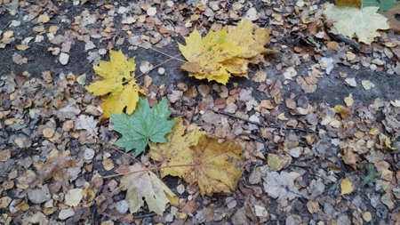 large maple green and yellow leaves on autumn gray lawn and brown dark ground
