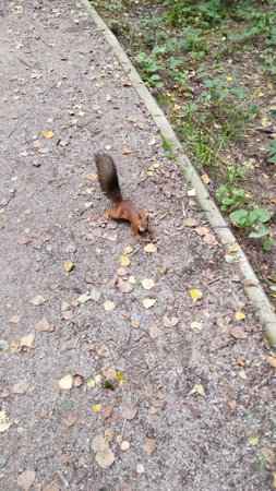 a red squirrel with a dark fluffy tail, standing on four paws on a park gravel path next to the lawn, looks at the cameraの写真素材