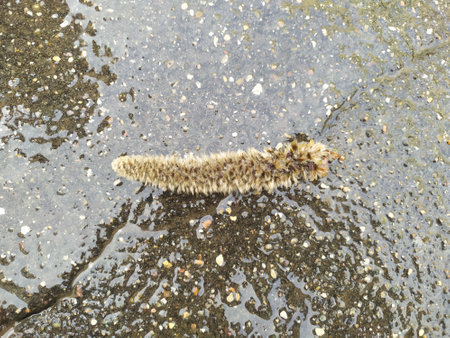 Inflorescences of poplar, catkin, lying on wet asphalt