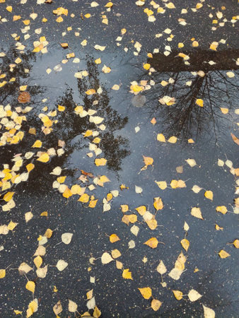 yellow autumn leaves on an asphalt path wet after rain, treetops reflected in a puddleの写真素材