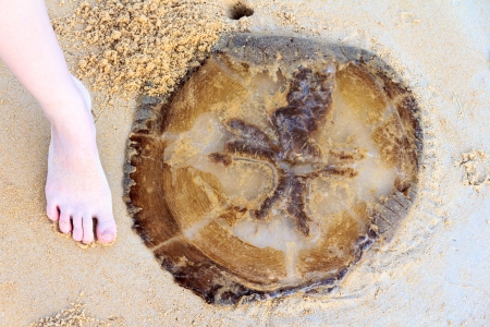 A jellyfish on the beach and a woman footの写真素材