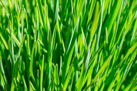 Green grassの写真素材