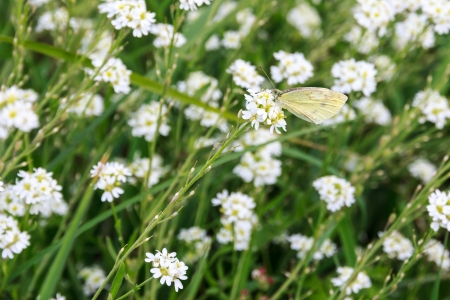 Pieris brassicae butterfly on a flowerの写真素材