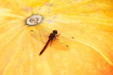 Sympetrum vulgatum  dragonfly on a pumpkin