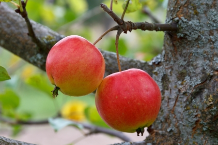 Apples on a branchの写真素材