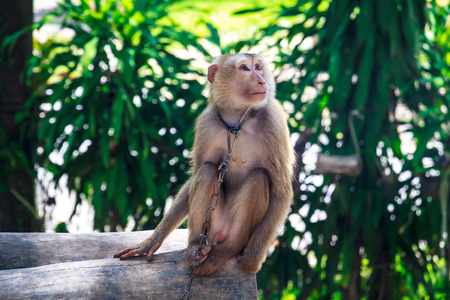 A Young Monkey in Chains in Thailandの写真素材