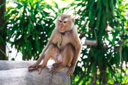 Monkey in Chains in Thailandの写真素材