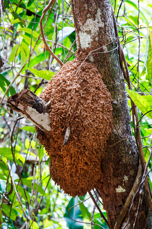 Termite nest on a treeの写真素材