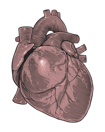 Human heart in vintage engraving styleのイラスト素材
